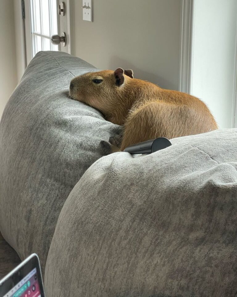 capybaras-for-sale