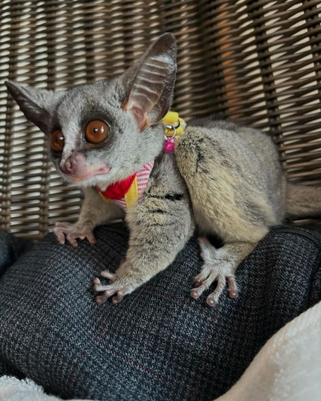 galago-for-sale