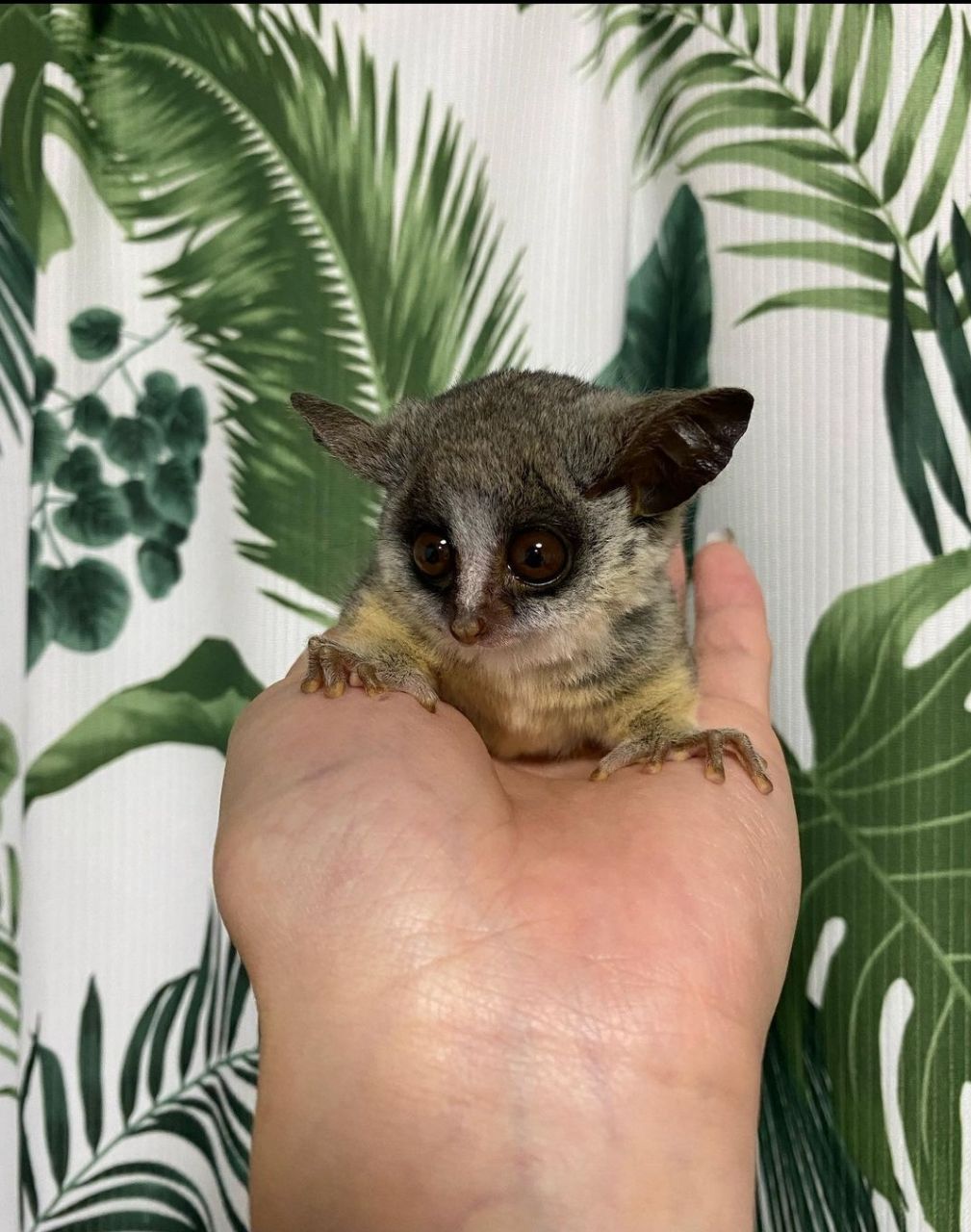 galago-for-sale