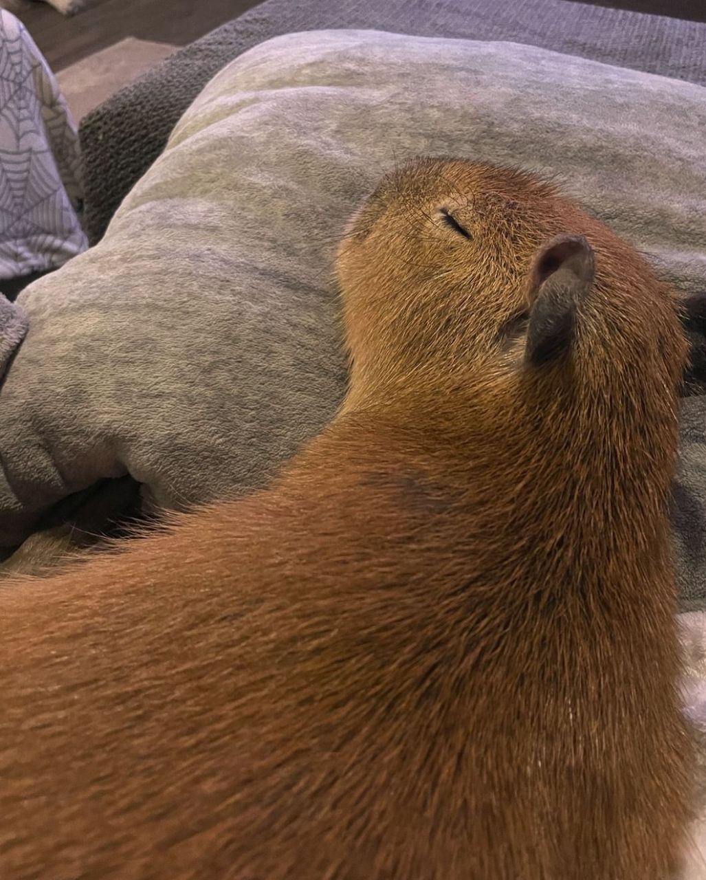 capybara-for-sale