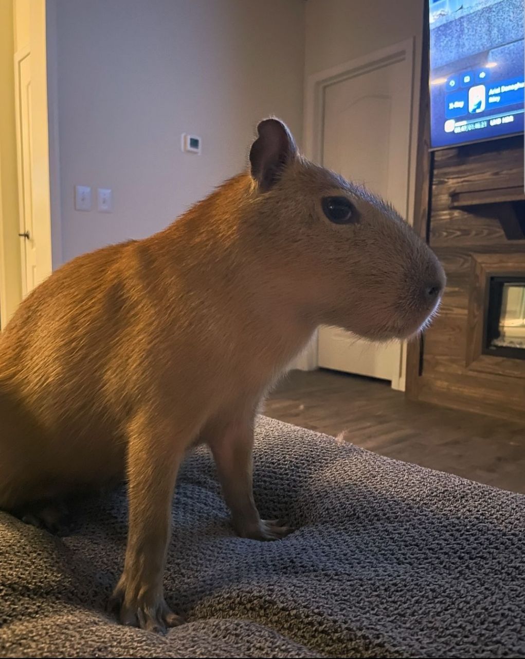 capybaras-for-sale