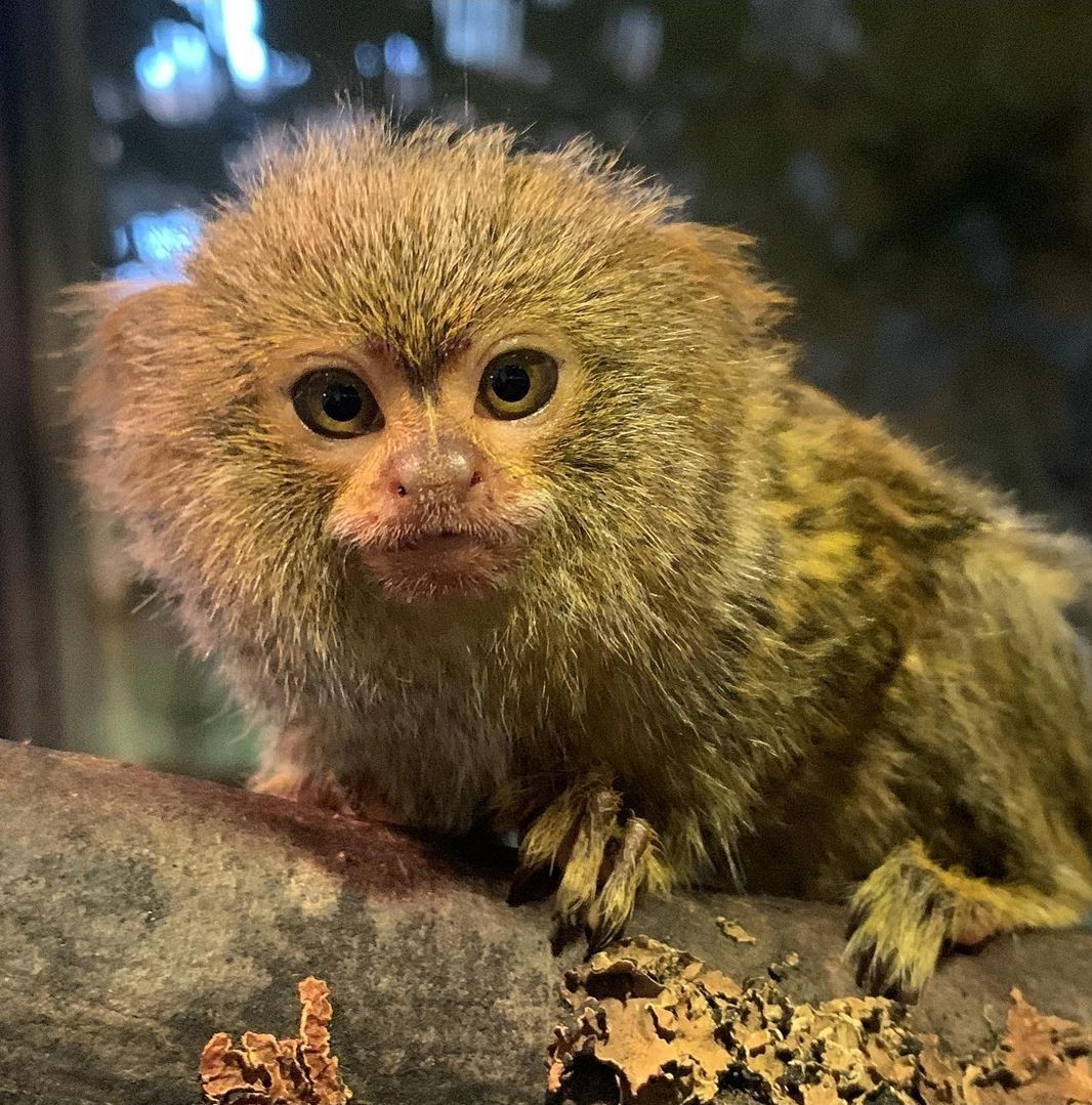 marmoset-monkey-for-sale