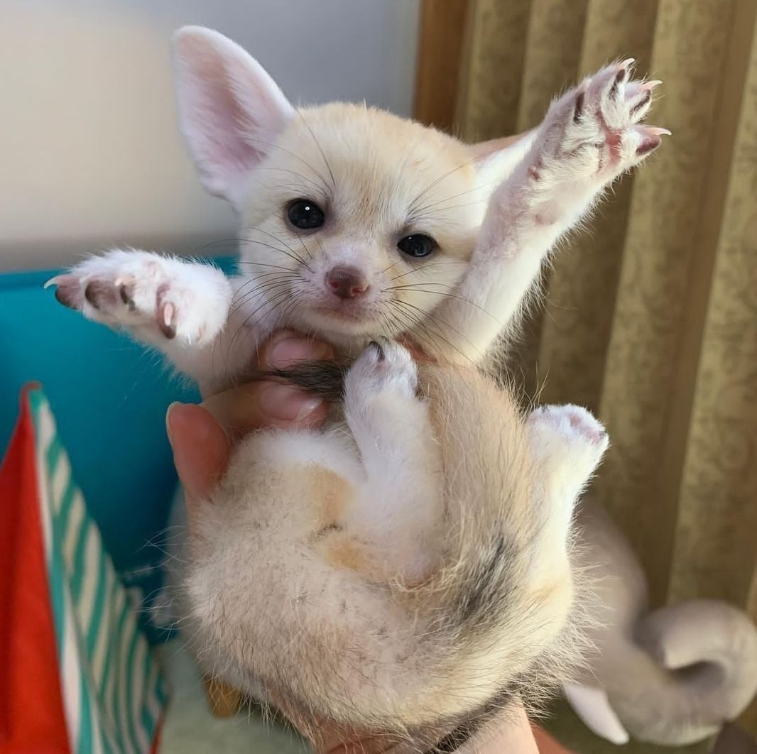 fennec-fox-pups-for-sale