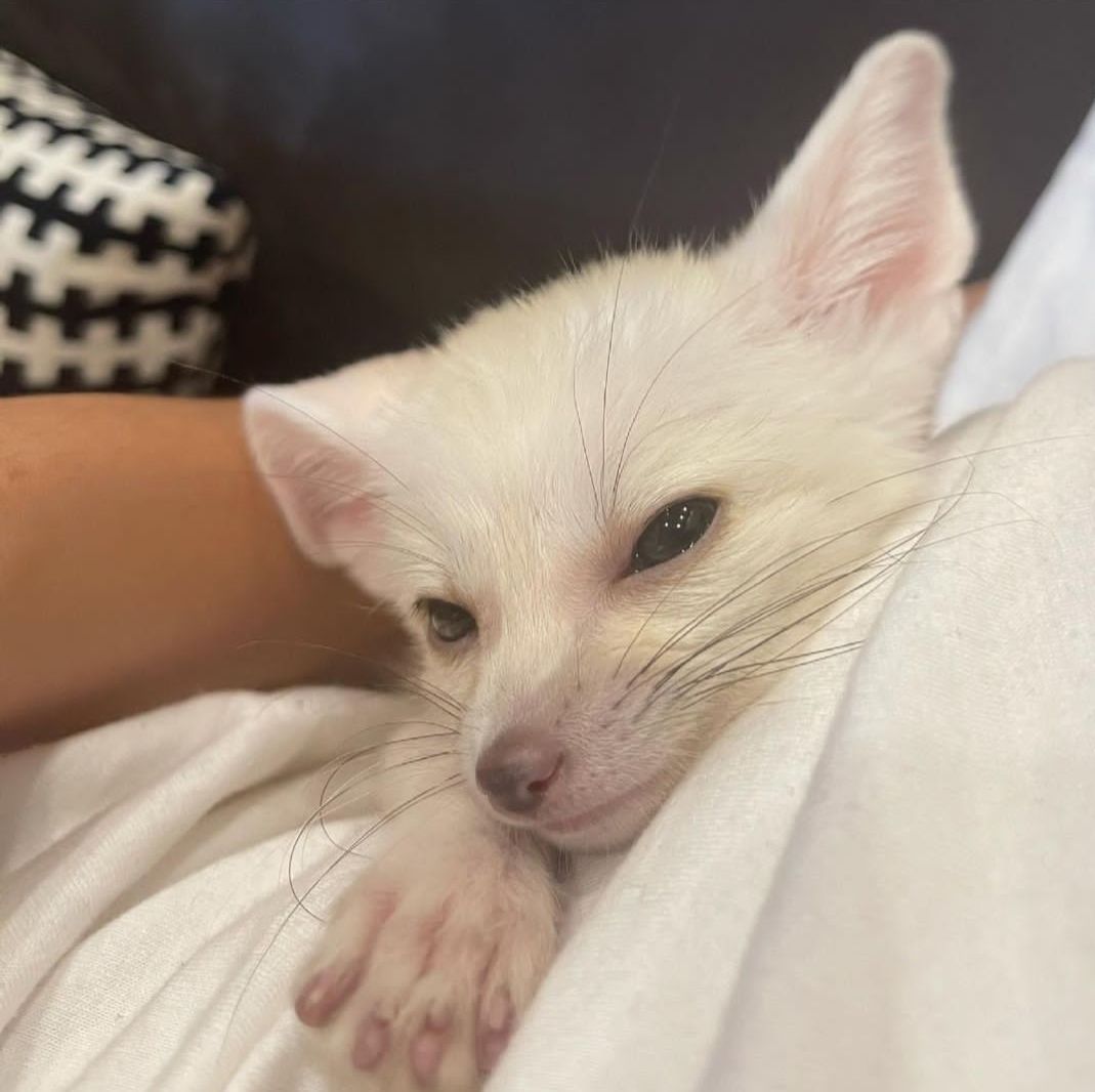 fennec-fox-pups-for-sale