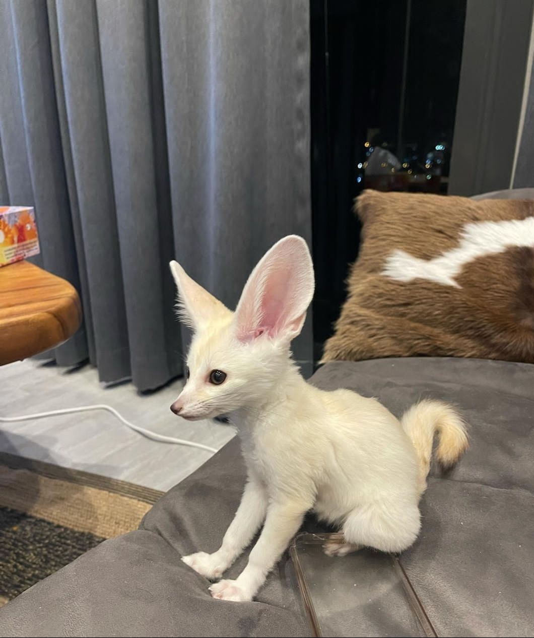 buy-fennec-fox