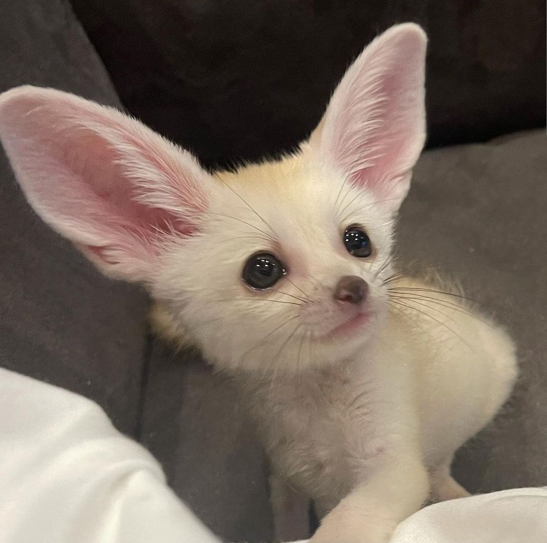 buy-fennec-fox