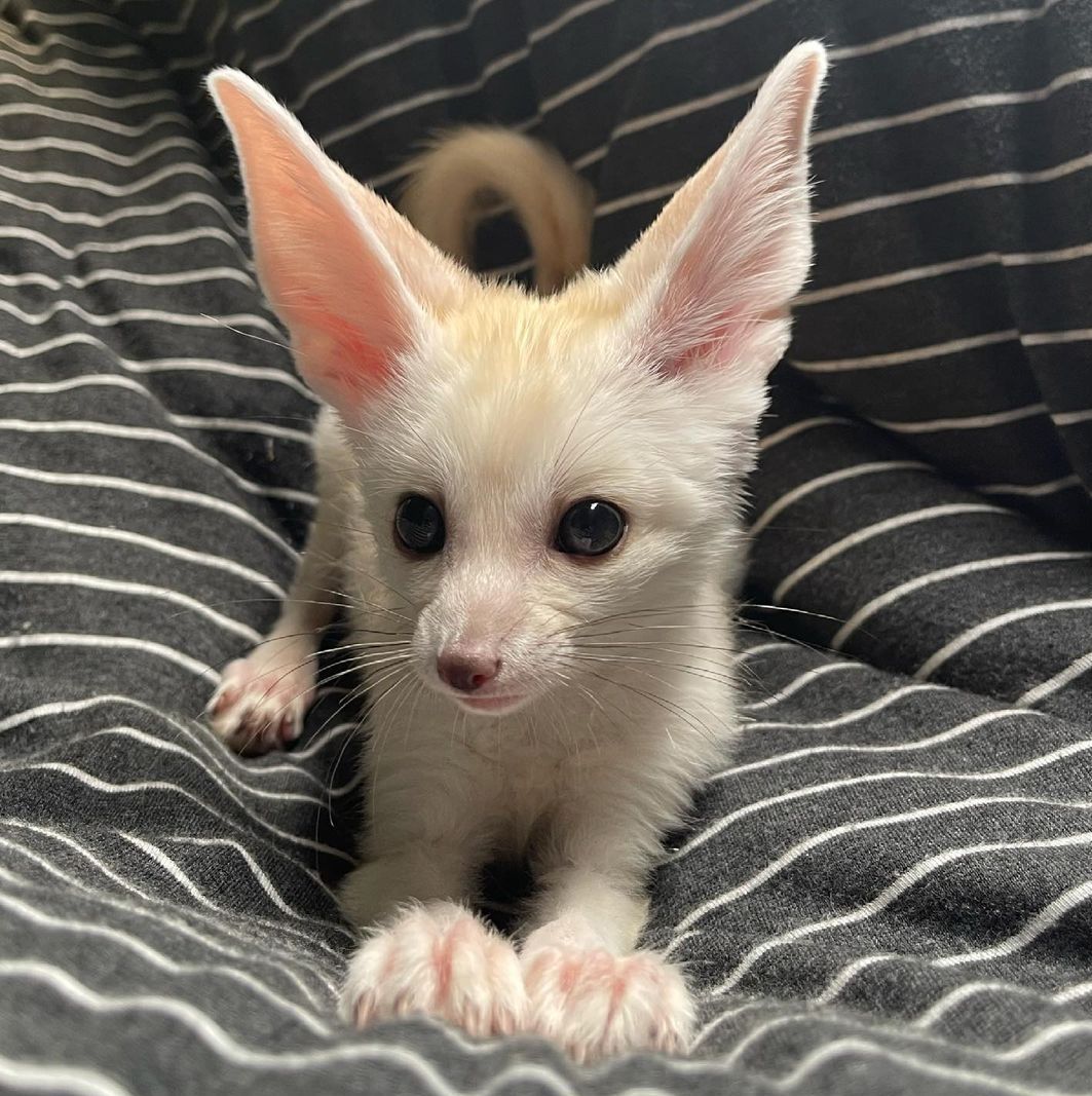 fennec-fox-pups-for-sale