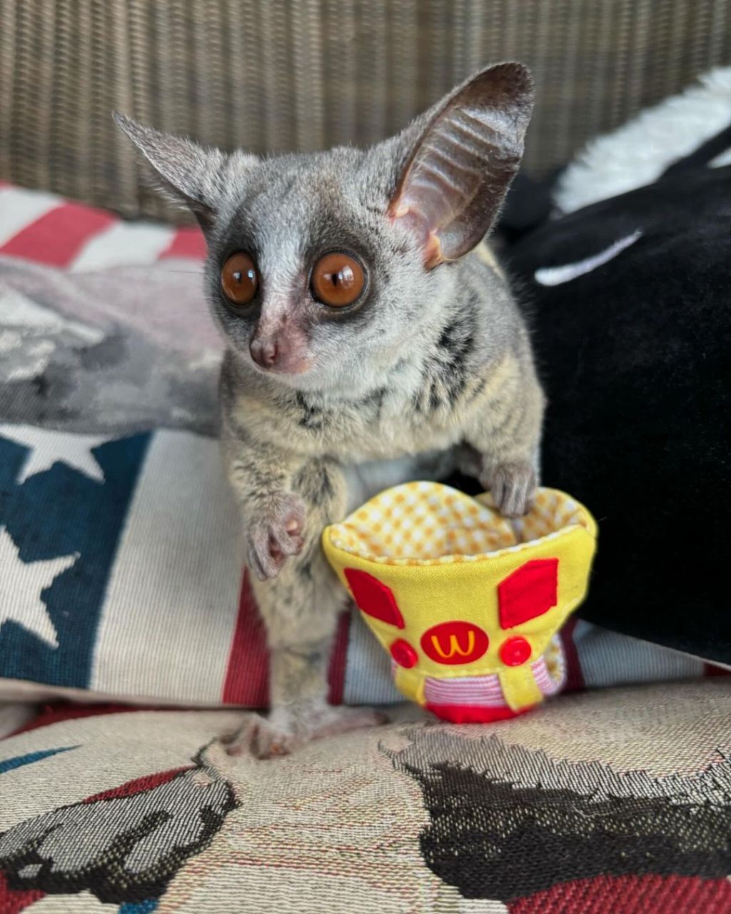 galago-for-sale