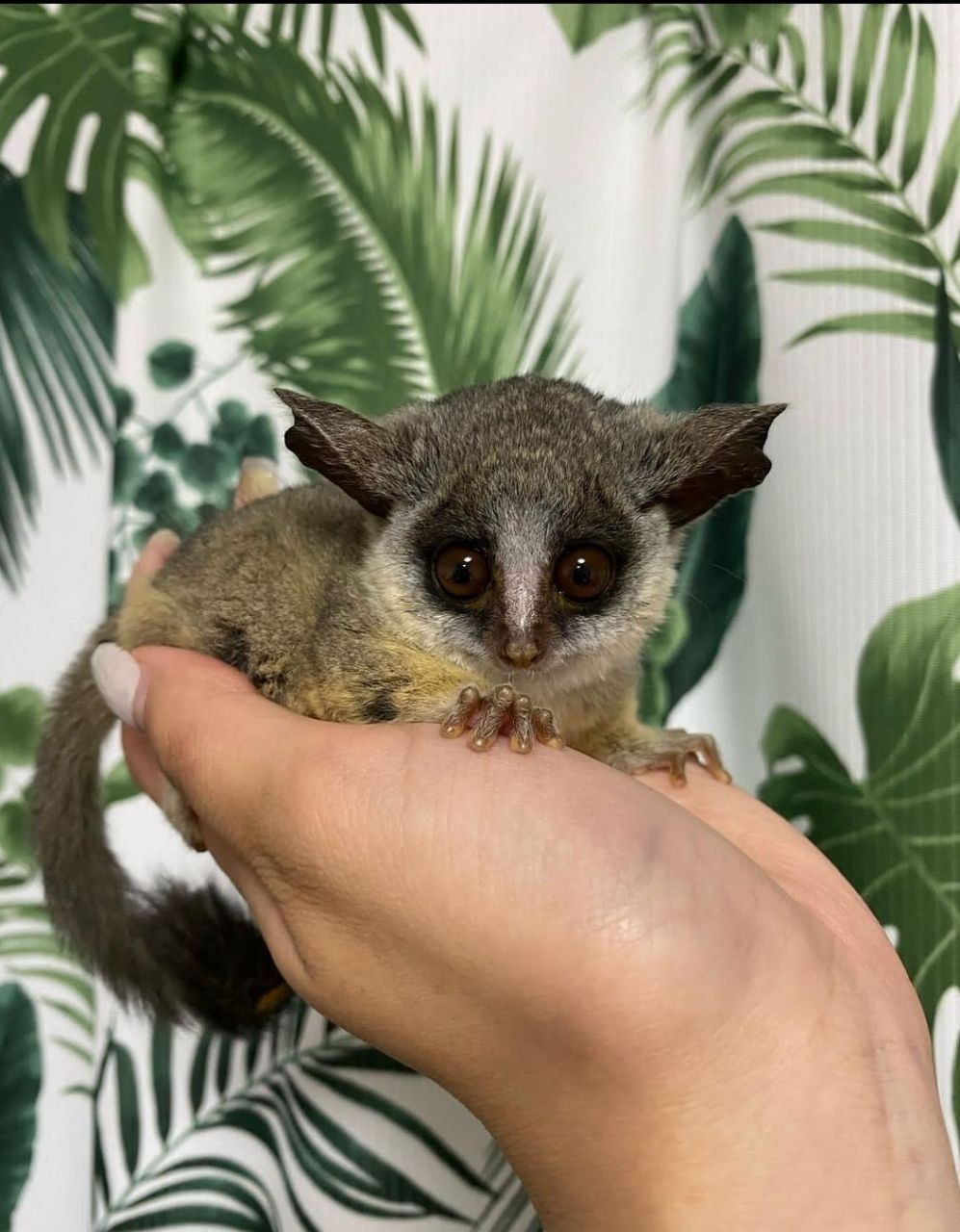 galago-for-sale