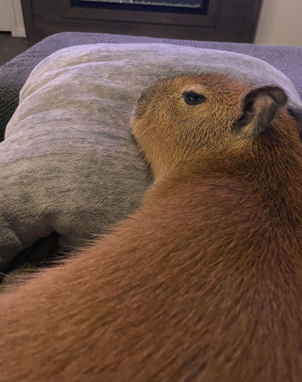 capybara-for-sale