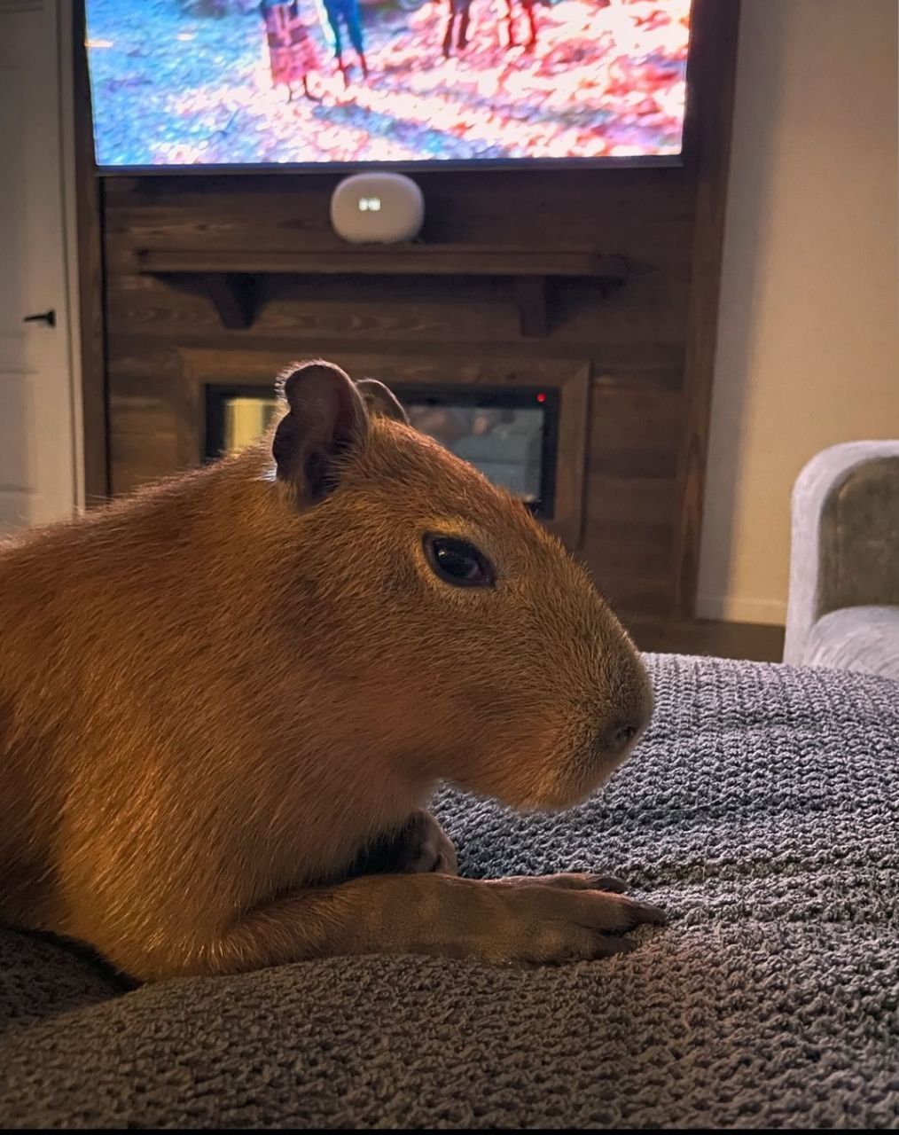 capybaras-for-sale