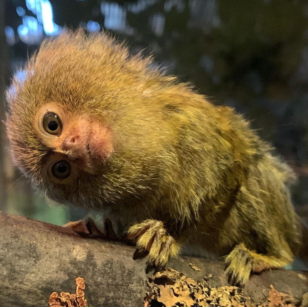 marmoset-monkey-for-sale