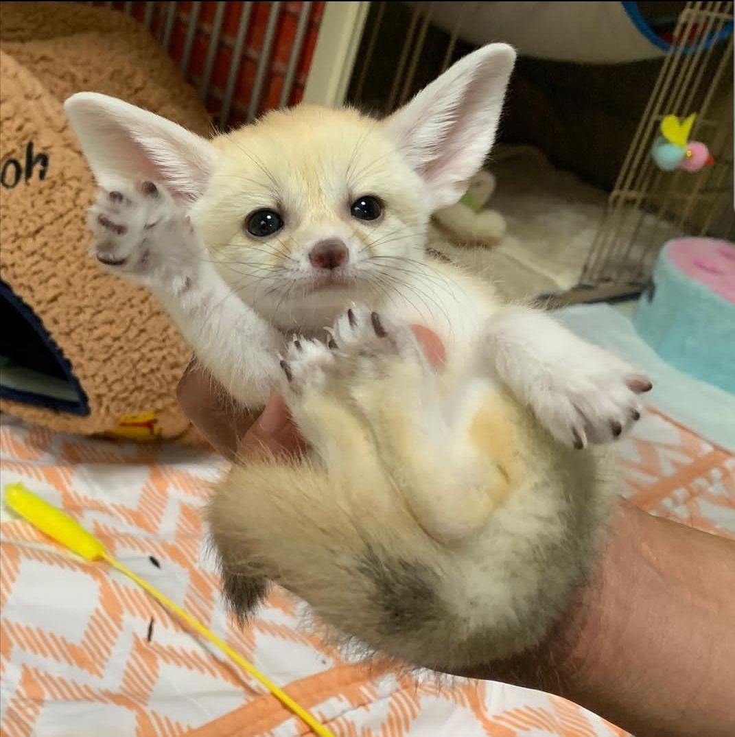 fennec-fox-pups-for-sale