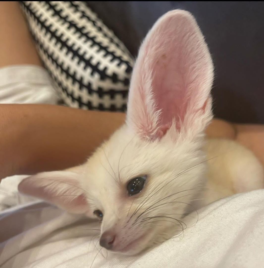 buy-fennec-fox