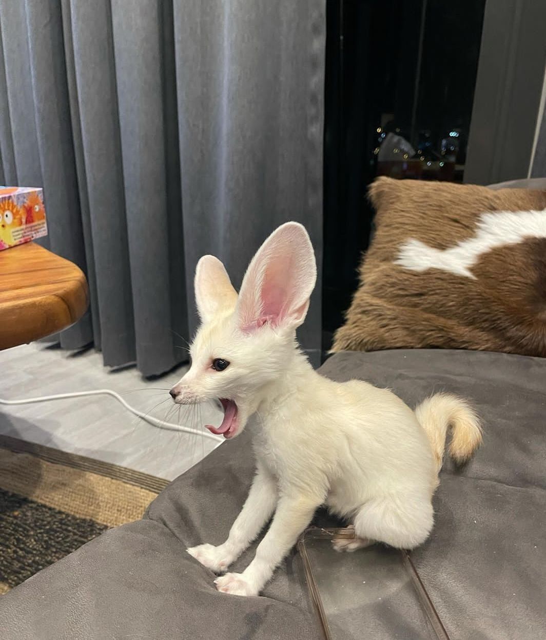 buy-fennec-fox