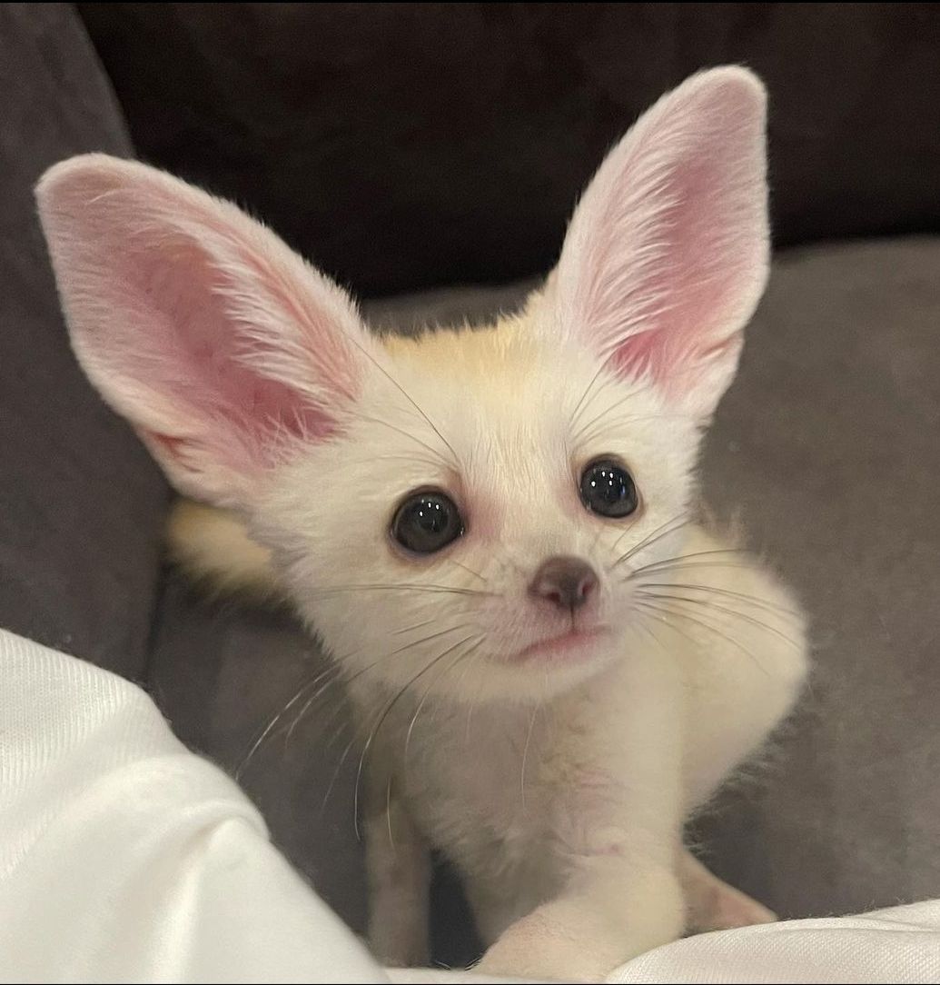 buy-fennec-fox