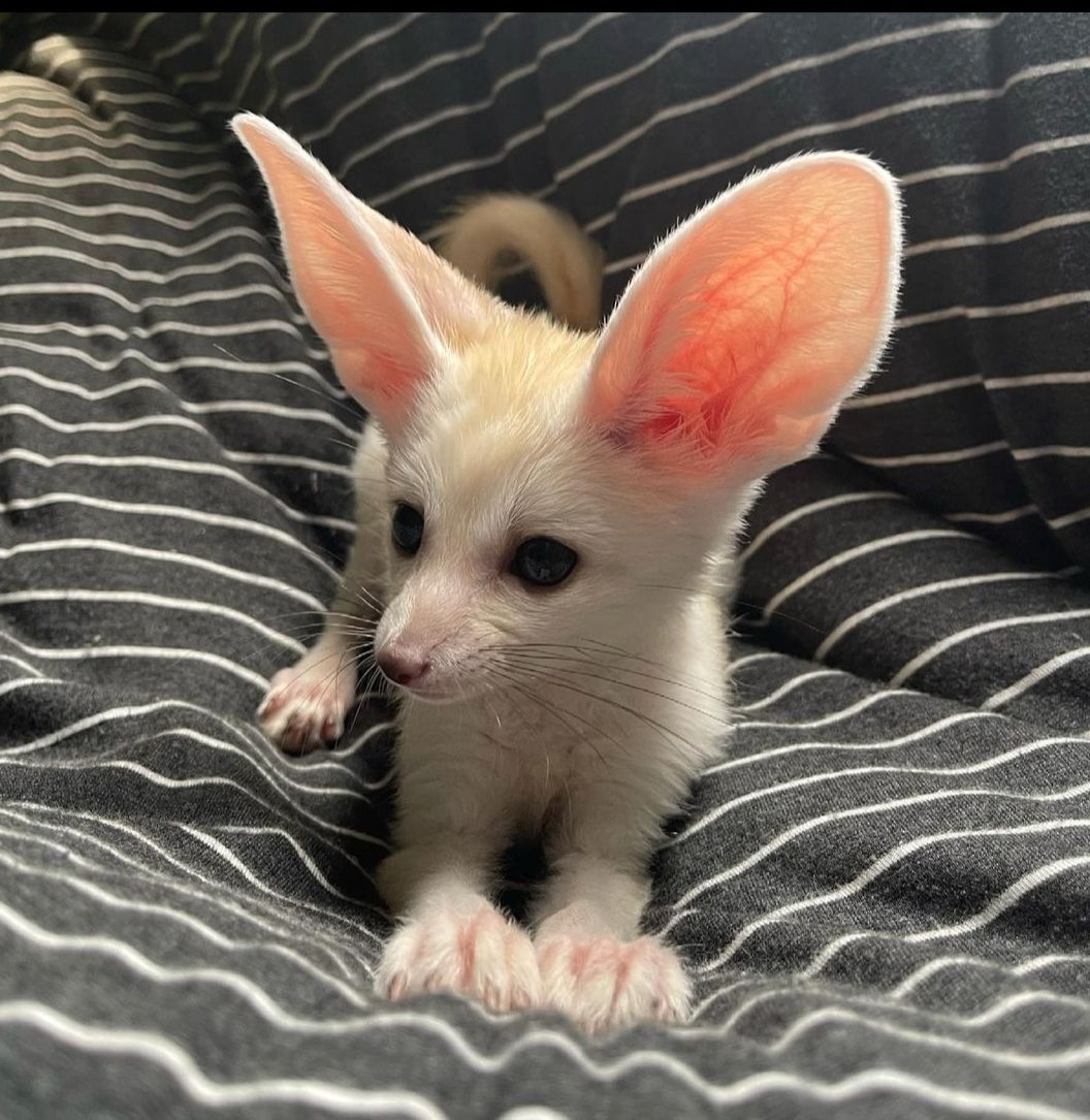 fennec-fox-pups-for-sale