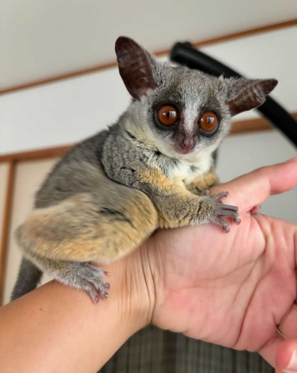 galago-for-sale