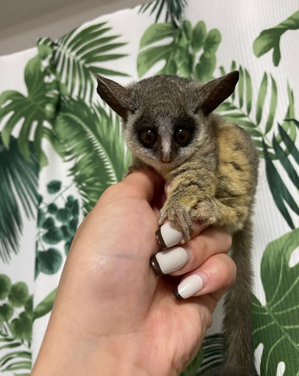 galago-for-sale