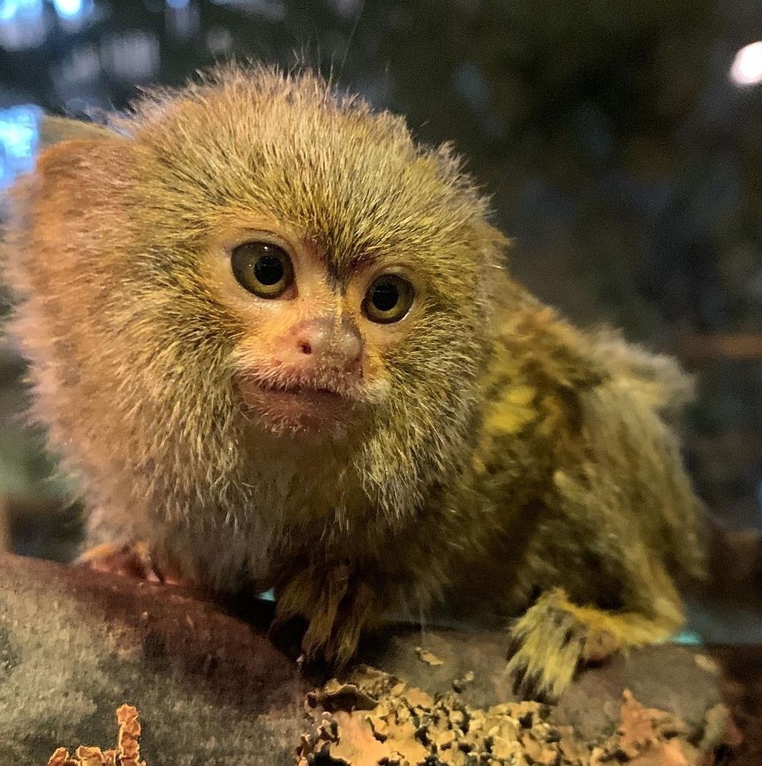 marmoset-monkey-for-sale