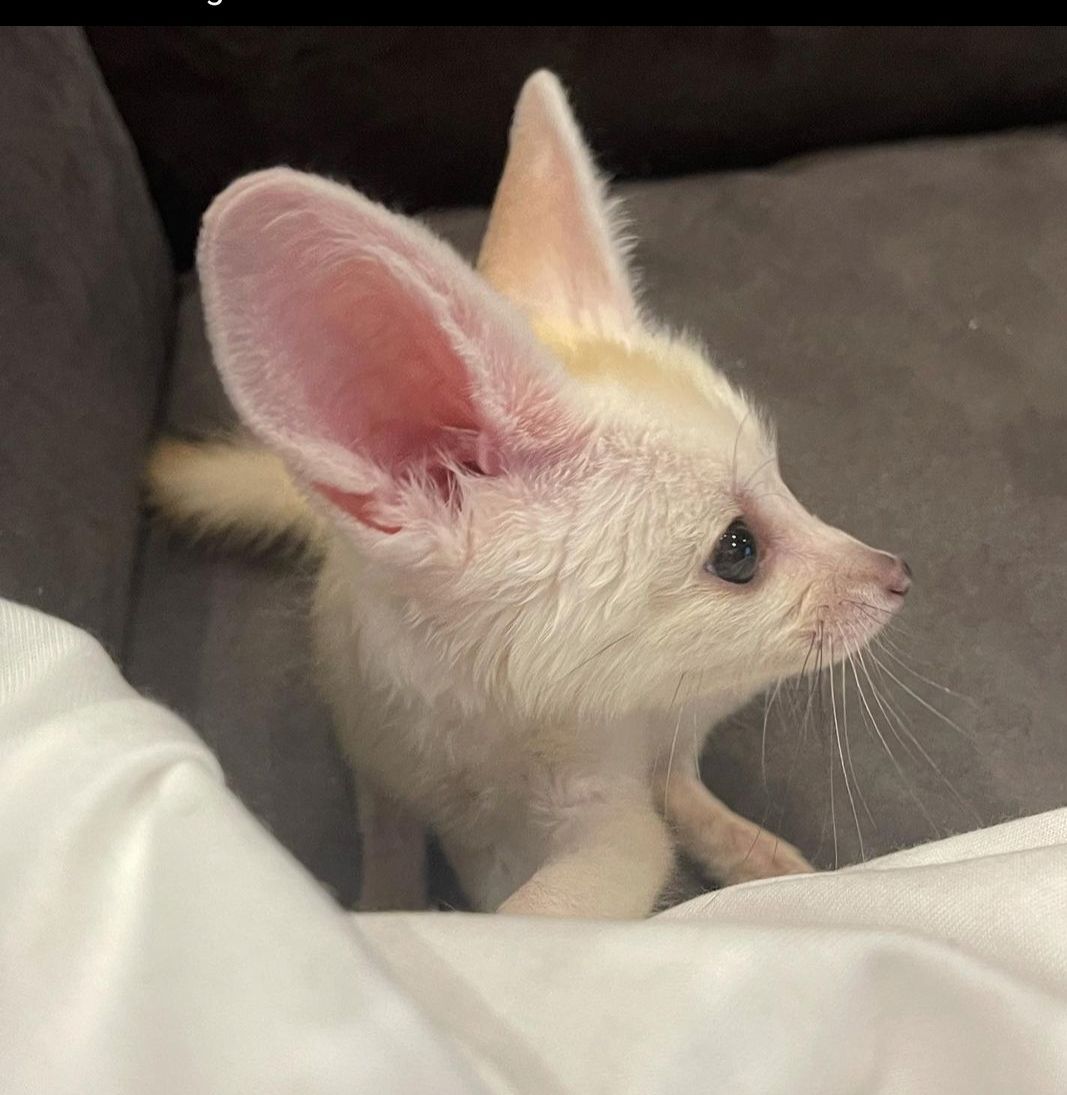 buy-fennec-fox