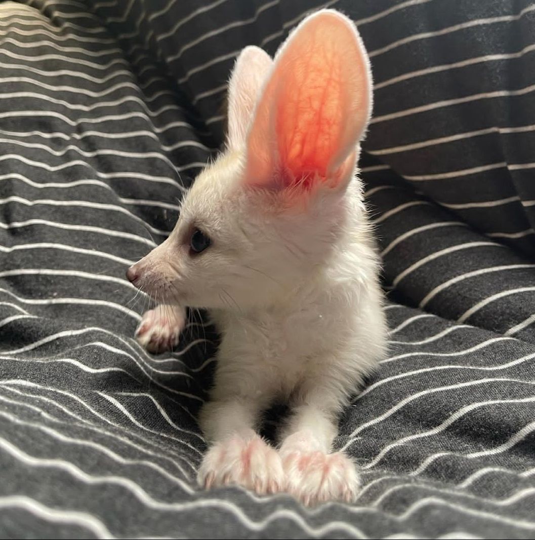 fennec-fox-pups-for-sale